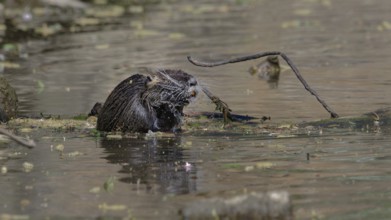 Nutria sitting on a branch in the water, surrounded by natural elements with reflections in the