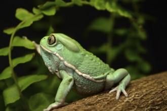 Waxy monkey frog