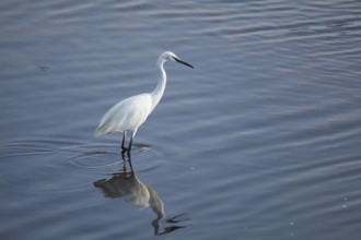 Heron in Ria Formosa, Faro, Algarve, Portugal, Europe