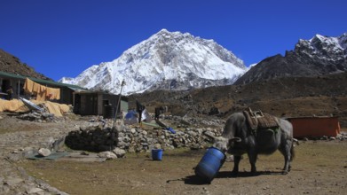 Dzo, cross breed between a cow and yak, used to transport goods in the Himalayas