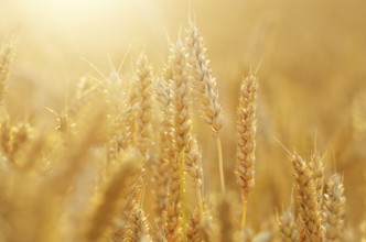 Wheat field under cloudy blue sky in Ukraine