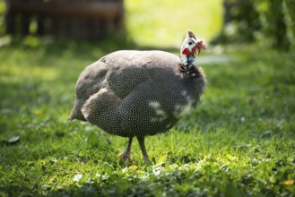 Guinea fowl grazing on green backyard grass