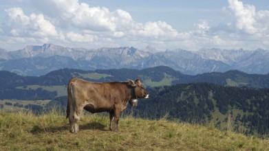 Allgäu Brown Swiss cattle on the Nagelfluhkette