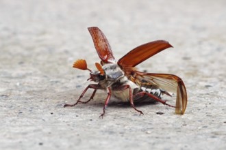 Cockchafer in front of take-off with folded up coverts and unfolded wings