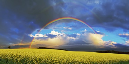 Panorama, rainbow over a rape field