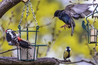 Feeding birds