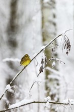 Yellowhammer on a branch in the snowy forest