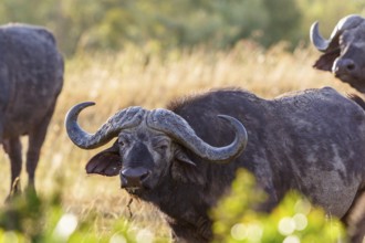 Wild African Buffalo on the savannah
