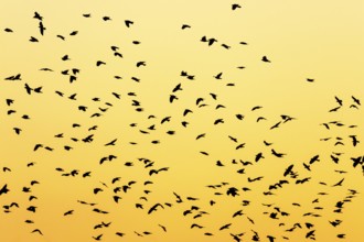 Silhouettes of a large flock of birds at dusk
