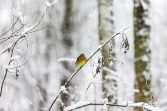 Snowy forest with a Yellowhammer on a branch