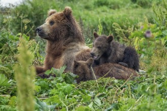 A female brown bear and her cubs lie in the grass, Kamchatka, Russia, Europe