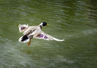 Mallard with open wings flying over the water