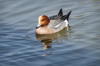 Eurasian Wigeon