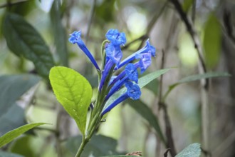 Close-up of blue blossoms against green defocused background, Serra da Mantiqueira, Atlantic