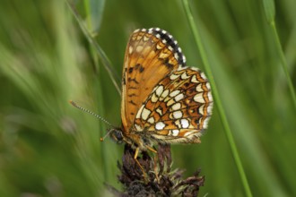 Valerian Spotted Fritillary, Silver Spotted Fritillary butterfly with closed wings sitting on a red