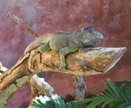 Mexican iguana Iguanidae on a tree trunk in Riviera Maya