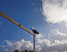 Zopilote buzzard bird in San Martin at Cozumel island of Mexico