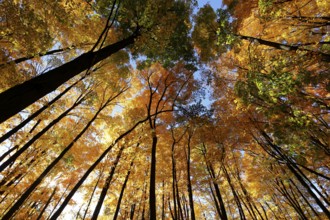 Nature, autumnal forest, view from below into the tree tops, Province of Quebec, Canada, North