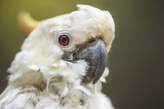 Portrait of white Cockatoo, Sulphur-crested Cockatoo