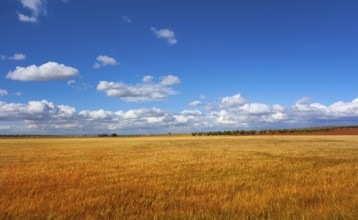 Castile La Mancha cereal fields in Cuenca by Saint James Way of Levante Spain
