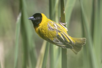 Black-headed weaver, Ploceus melanocephalus, weaver bird, Portugal, Europe
