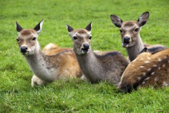 Three fallow deer (Dama dama) female in captivity, Poland, Europe