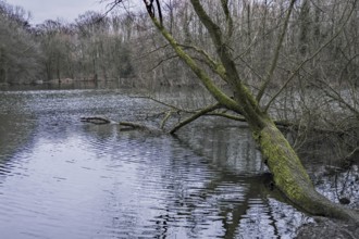 A tree leaning over a calm lake, with reflections on the water surface, creating a tranquil