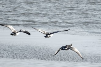 Canada geese fly over the sea