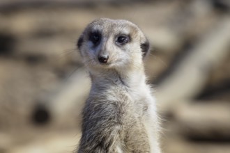 Suricata standing on a guard. Curious meerkat (Suricata suricatta)