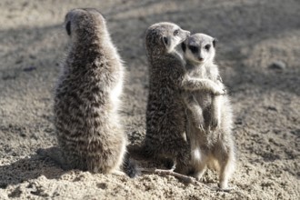 Two meerkats hugging each other and another one standing on sandy ground, meerkat or suricate