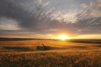 Sunrise over a field of wheat