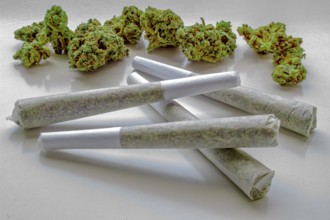 Several Pre-Rolls of Medicinal Cannabis with Flower Cannabis on the background