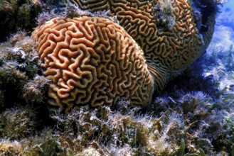 Brain coral in the bottom of the sea, Marine life