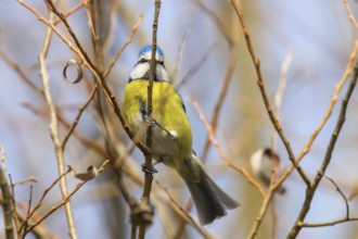Blue tit on branch, Eurasian blue tit, (Cyanistes caeruleus)