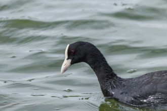 Coot Swimming (Fulica atra) Close up Eurasian Coot
