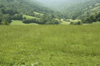 Cloudy day in the forest meadow green Pyrenees landscape