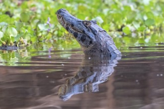 Spectacled caiman (Caiman crocodilus yacara), Crocodile (Alligatoridae), crocodile (Crocodylia),