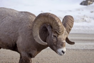 Big Horn Sheep Rocky Mountain Canada Winter
