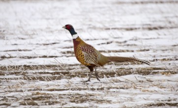 Ring Neck Pheasant on the run Sasl