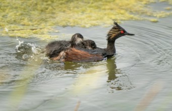 Eared Grebe Canada in Pond with Babies Saskatchewan Canada