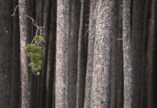 Pine Forest Cypress Hills Interprovincial Park Saskatchewan Alberta
