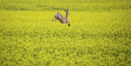 Deer in Canola Field Summer Saskatchewan Canada