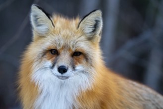Fox in Winter Prince Albert National Park Canada close
