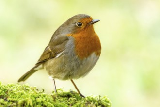 Robin (Erithacus rubecula) standing on moss-covered forest floor, Black Forest, Germany, Europe