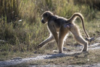 Bear baboon or chacma (Papio ursinus), Moremi Game Reserve, Okavango Delta, Maun, Botswana, Africa