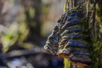A tree fungus growing on a moss-covered tree trunk in the forest, Höllbachtal, Upper Palatinate