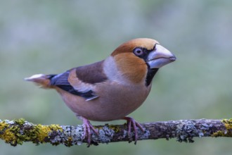 Male hawfinch (Coccothraustes coccothraustes) sitting on a tree branch overgrown with lichen,