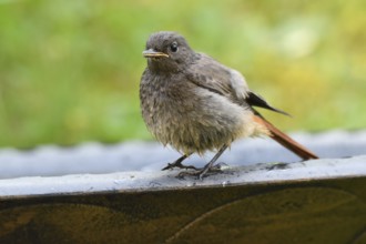 Young black redstart in the evening light, Phoenicurus ochruros, Young Black Redstart