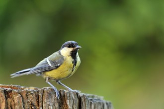 Great Tit, Great Tit, Parus major, Europe, europe, bird, songbirds, songbird, bird