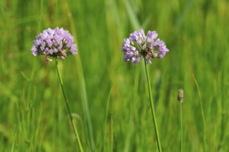 Wild chives, wild herbs